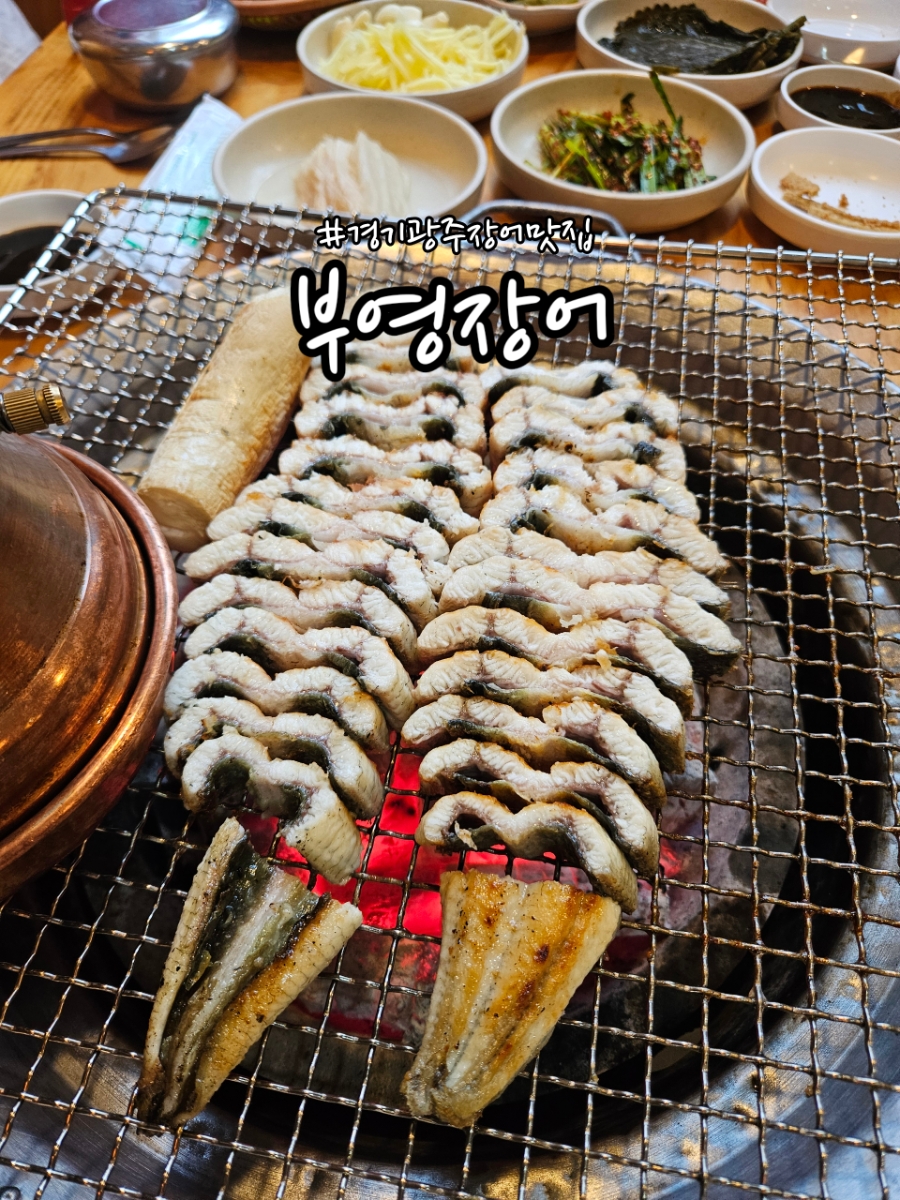 부영장어 사진 1