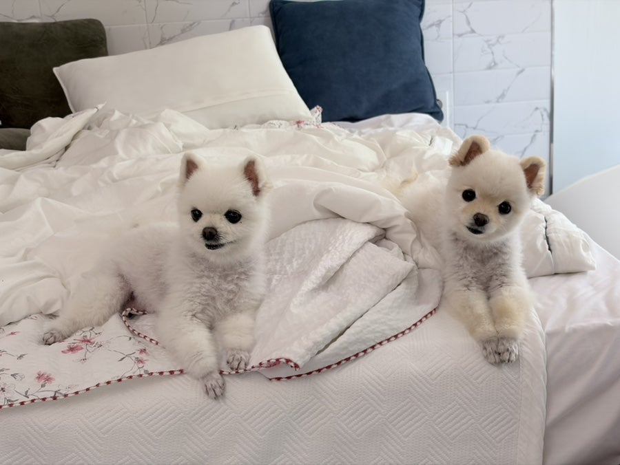 영천한옥펜션 사진 1