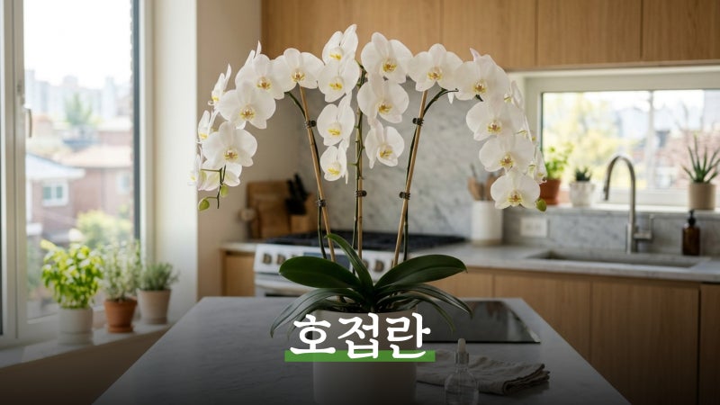 호접란 키우기, 꽃 피우기 위한 올바른 물주기와 가지치기 방법