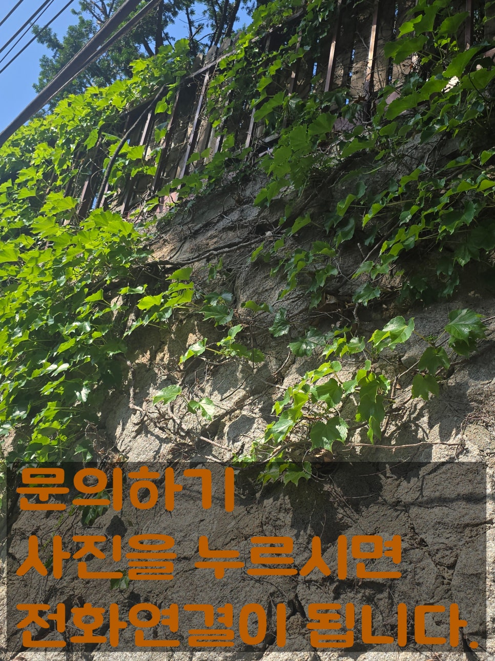 담쟁이 사진 3