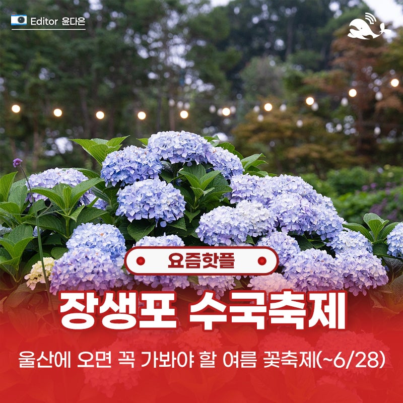 6월 울산 가볼만한곳 2026 울산 장생포 수국축제 기간 주차장