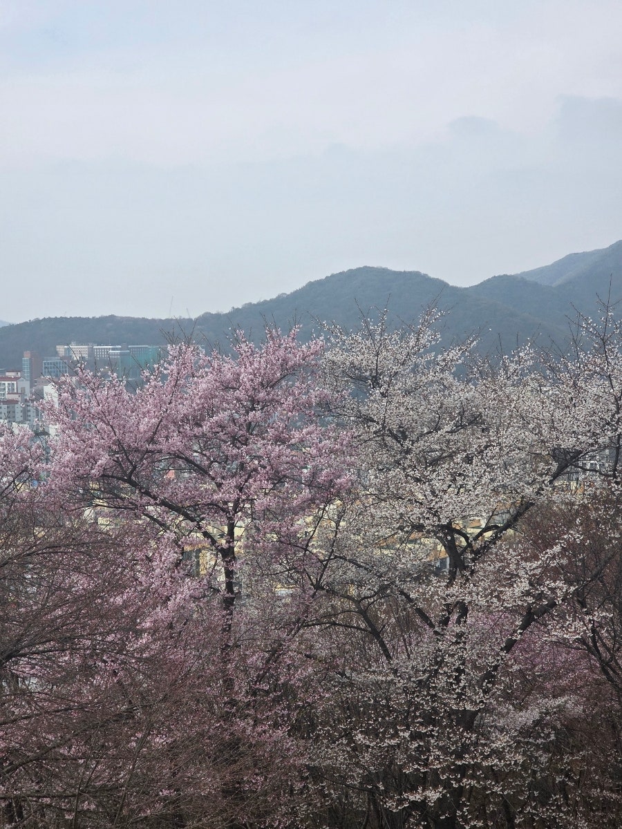 매화산아래닭발껍데기 사진 5