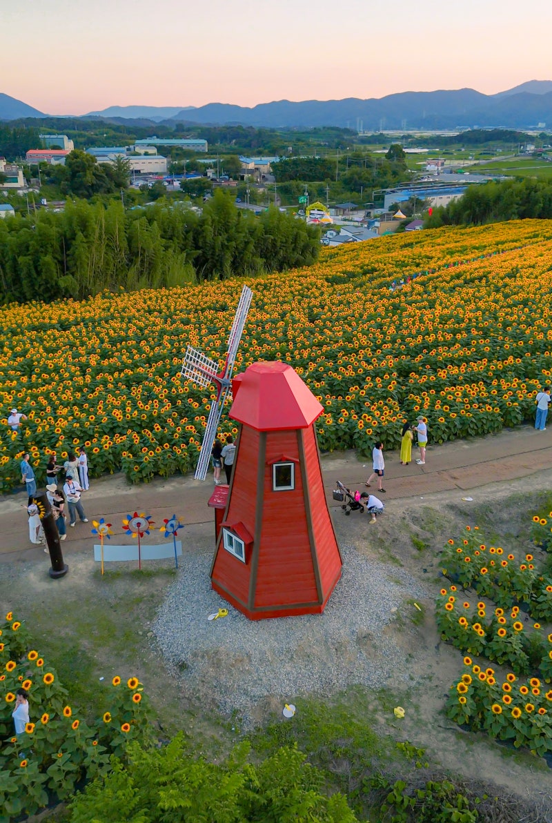 경남 함안 여행 가볼만한곳 강주 해바라기 마을 꽃구경 축제 개화 상황