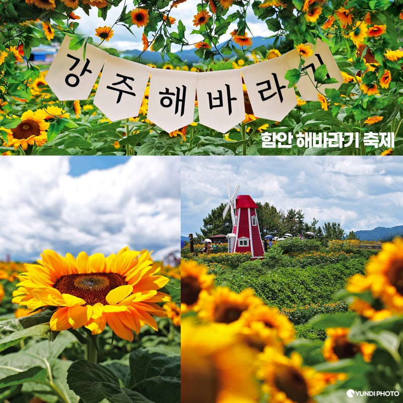 함안 강주 해바라기 축제 마을 만개 상황 기본정보 입장료 주차 셔틀버스 꿀팁 6월 애견동반 ....