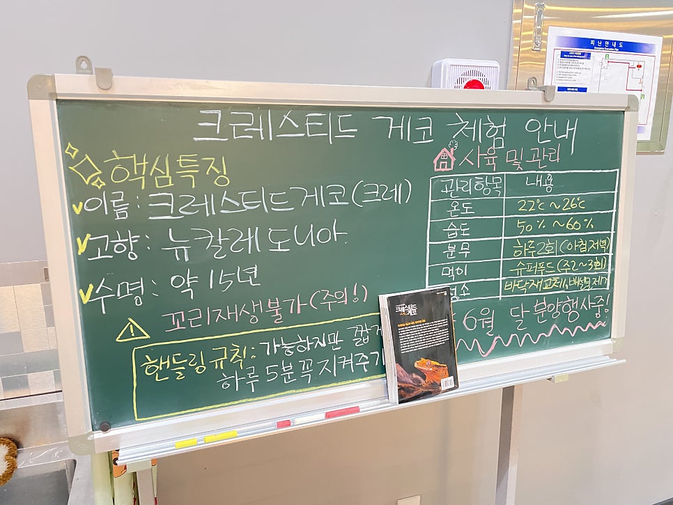 게코빈 사진 5