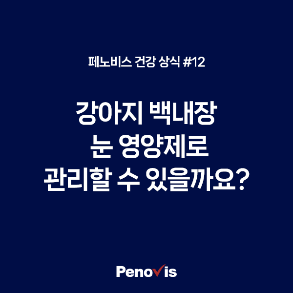 강아지 백내장, 눈 영양제로 관리할 수 있을까요?