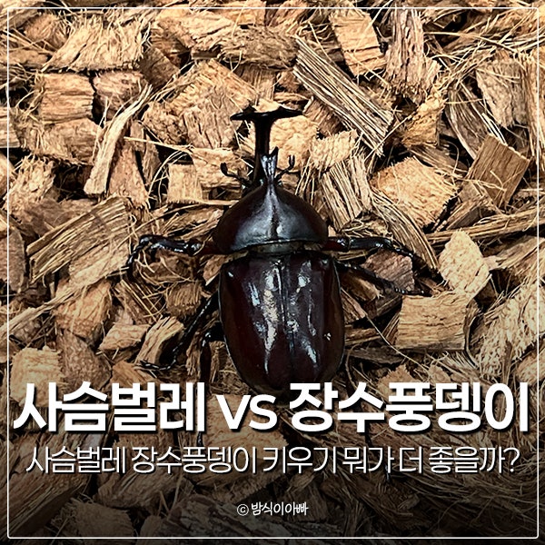 넓적 사슴벌레 vs 장수풍뎅이 키우기 곤충채집 뭐가 더 좋을까?