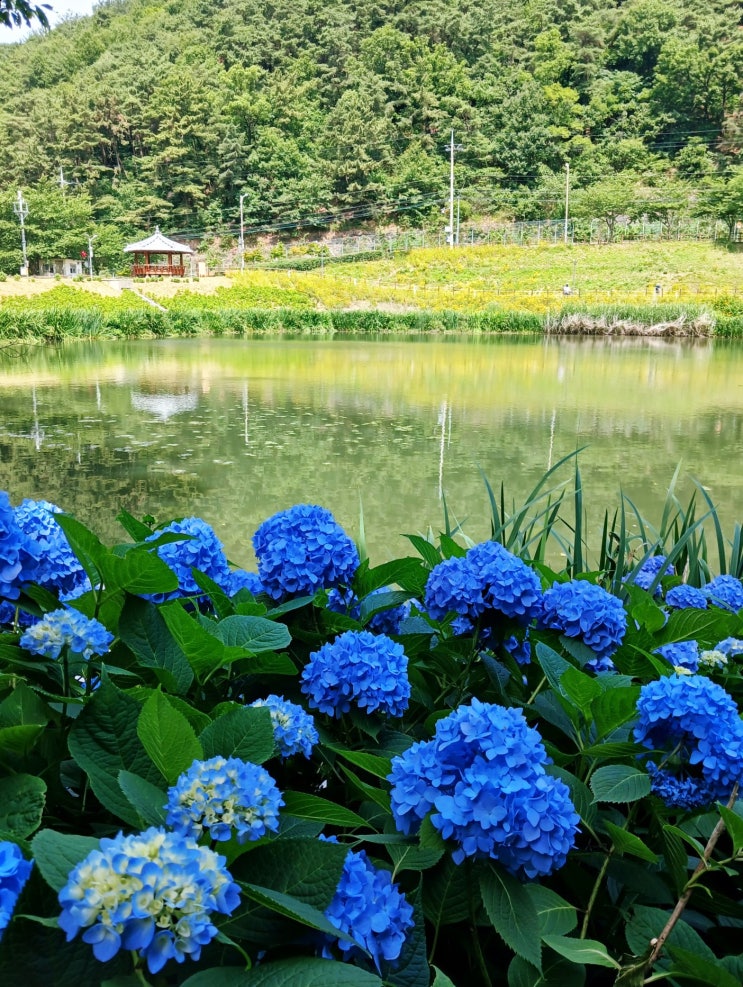 대구 수국 명소 진밭골 수국 만개 대구 근처 가볼만한곳