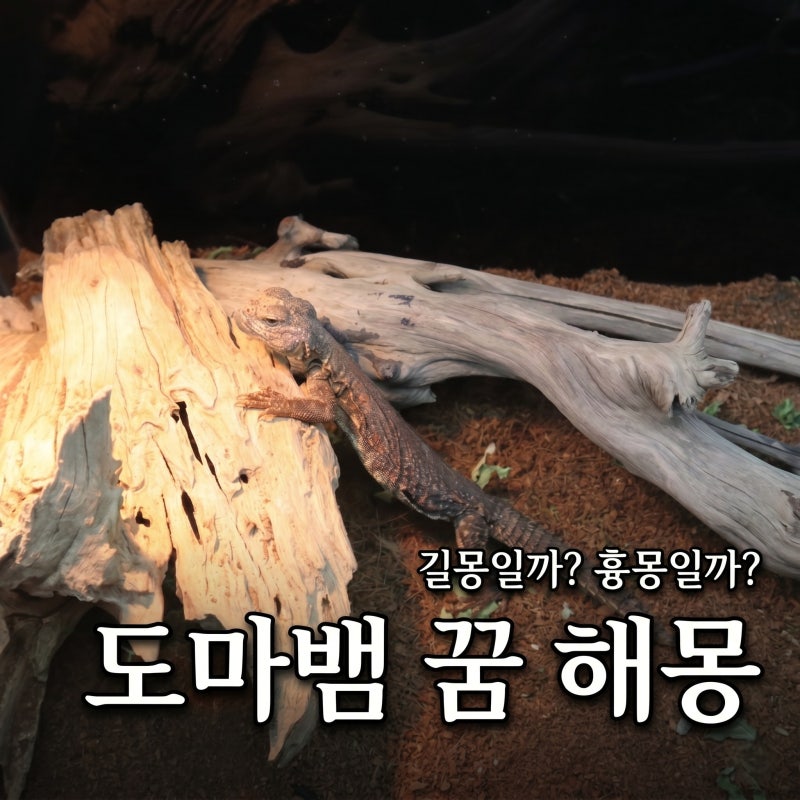 도마뱀 꿈 도마뱀나오는꿈 길몽일까? 흉몽일까? 9가지 해몽