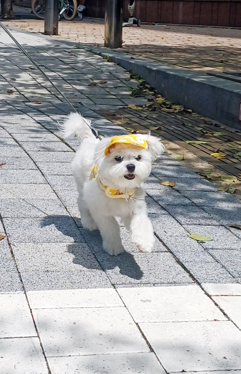 2kg미만 강아지 하네스 : 초소형 강아지 하네스 옷은 루지앤 찍찍이 타입 강추