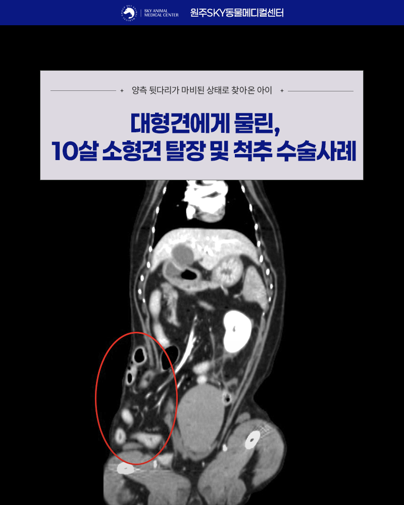 원주24시스카이동물메디컬센터 사진 1