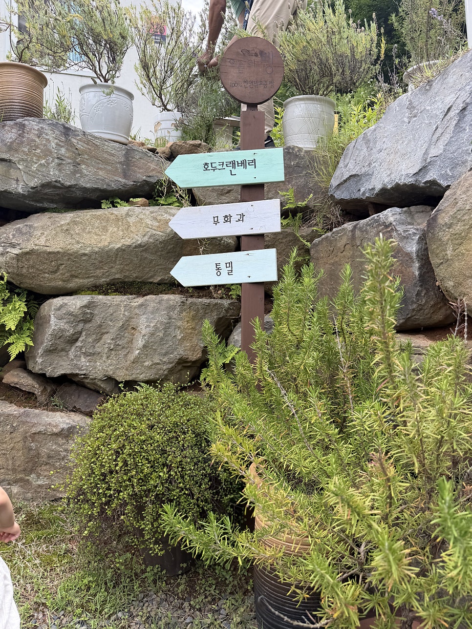 라벤더포레스트 사진 4