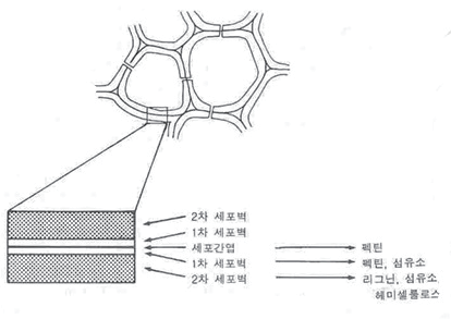 [ 수목진료] 수목진료 기술 -생활권 수목의 부후, CODIT, 외과수술, 위험 수목