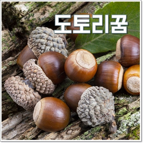 도토리꿈 해몽 황금색도토리꿈 재밌는 풀이 6가지