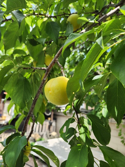 옥천염소맛집 사진 4