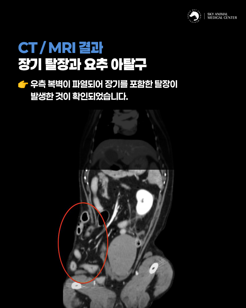 원주24시스카이동물메디컬센터 사진 3