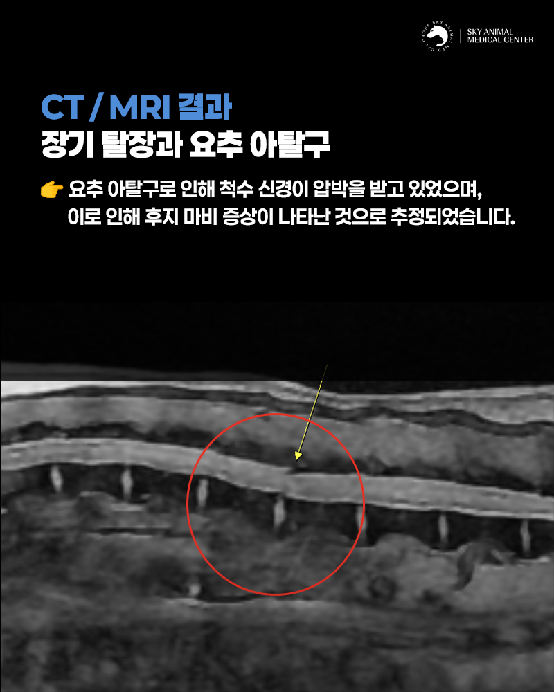 원주24시스카이동물메디컬센터 사진 4