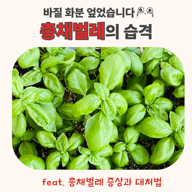 총채벌레 증상부터 퇴치 방법까ㅣ눈물의 바질 화분 엎은 사연