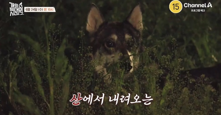 개와 늑대의 시간2 라이카 대구 유기견 산이 사연 <b>개늑시</b>