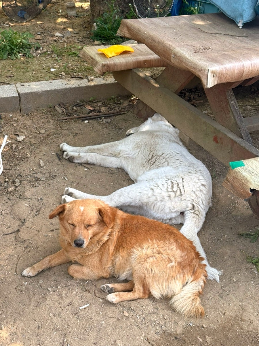 충남식당 사진 4