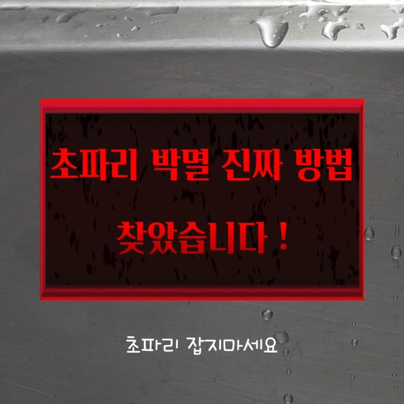초파리 퇴치, 붕사·리스테린보다 효과 본 초간단 방법 (충격주의)