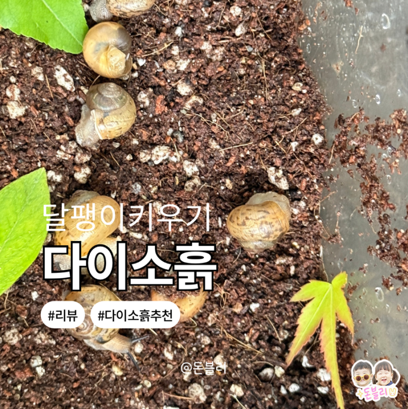 달팽이 키우기 흙 다이소 코코피트 대신 함량이 높은 흙으로