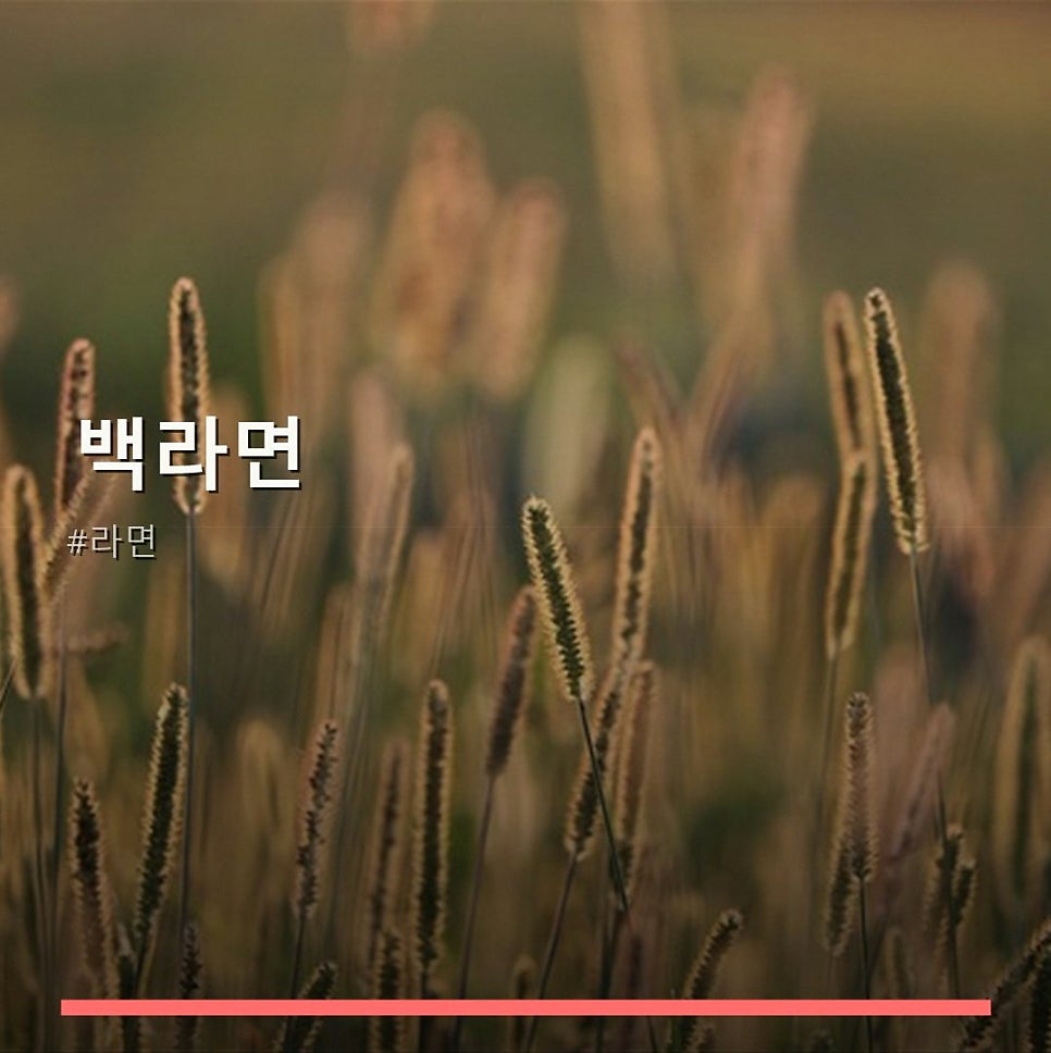 백라면 사진 1