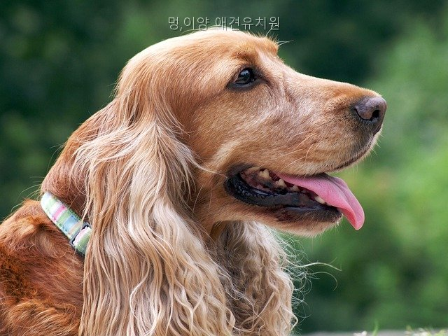 멍,이양 사진 5