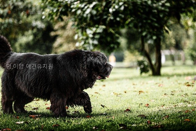 멍,이양 사진 2