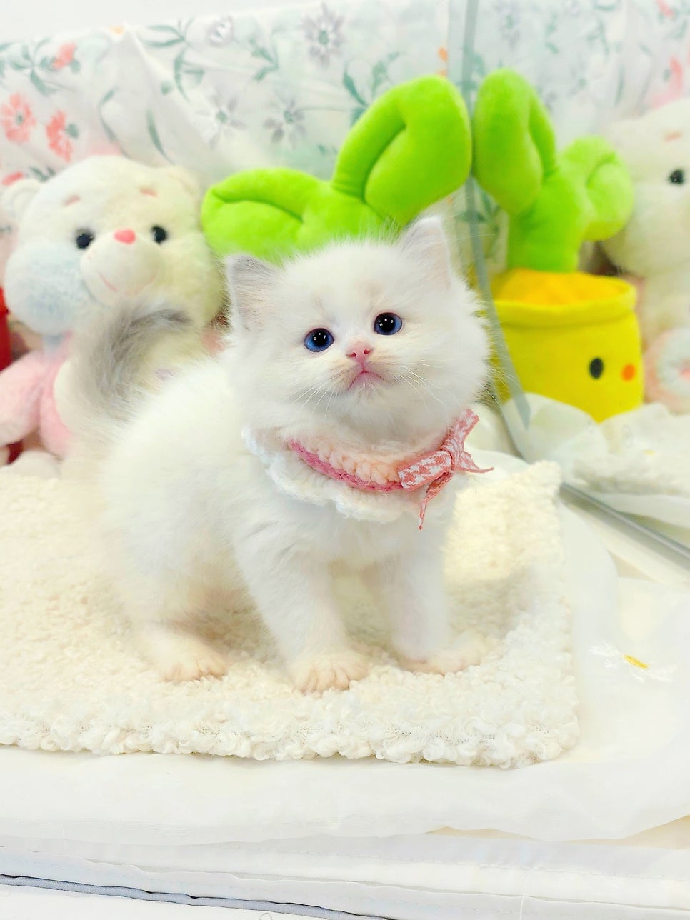 샤넬 사진 1