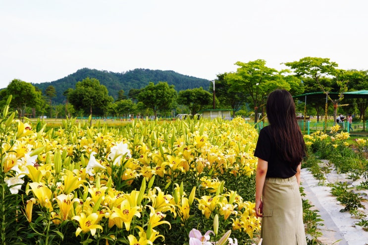 양산 황산공원 백합 버베나 7월 볼거리 양산 데이트 코스 지금이에요!