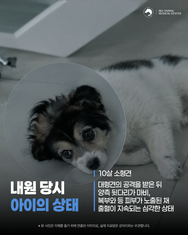 원주24시스카이동물메디컬센터 사진 2