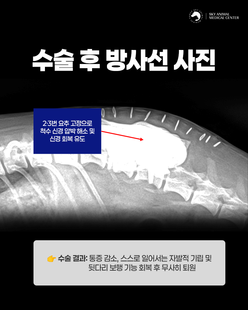 원주24시스카이동물메디컬센터 사진 6