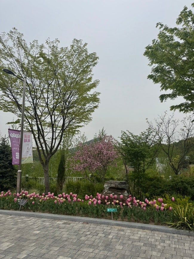 Yongin Birch Forest Outing Review: A Great Place to See Flowers in Yongin
