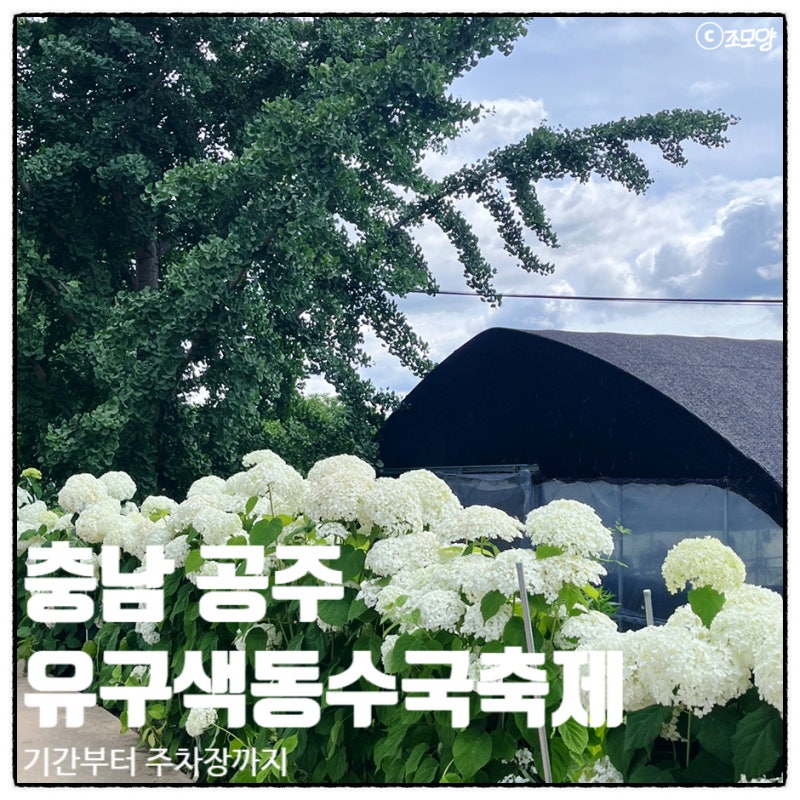 충남 6월 공주 유구 수국축제 색동수국정원 개화상황 주차장