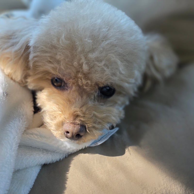 강아지 켁켁거림 기침 기관지염 증상 위험 신호