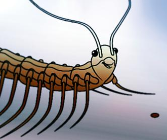 돈벌레 그리마 특징, 장마철 바퀴벌레 천적을 죽이면 안 되는 이유와 친환경 퇴치법
