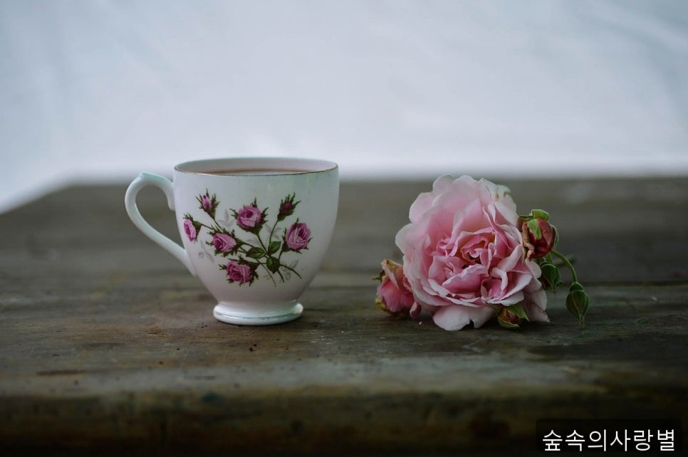 숲속의사랑별 사진 1