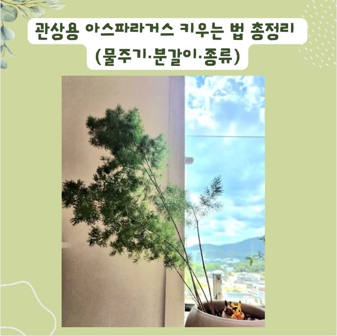 아스파라거스 나누스 키우기 | 종류부터 분갈이까지