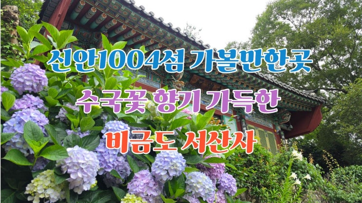 신안1004섬 가볼만한곳 수국꽃 향기 가득한 <b>비금도</b> 서산사