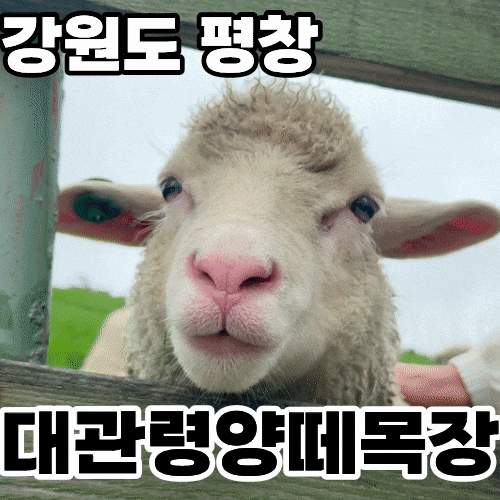 강원도 평창 가볼만한곳 '대관령양떼목장' 방문 후기(주차, 입장료, 체험, 화장실)