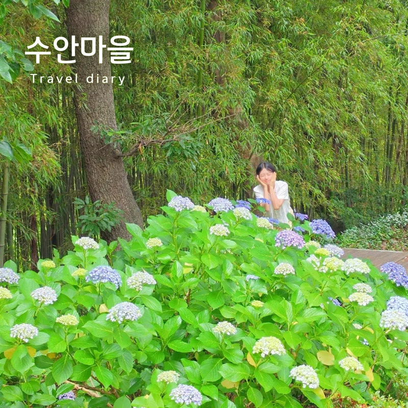 경남 숨은 수국 명소 김해 수안마을 수국축제 실시간 현황