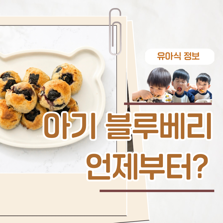 아기 블루베리 언제부터 이유식 시기 먹는 양 주의사항 한눈에 정리