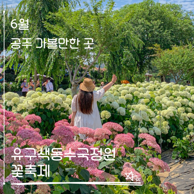 6월 마지막 주말 3일! 공주 유구색동수국정원 꽃축제 추천