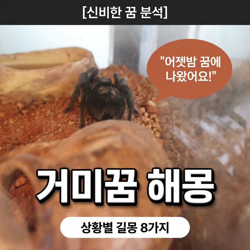 거미꿈 해몽 상황별 길몽 8가지