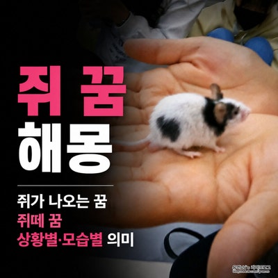 쥐 꿈 해몽, 쥐가 나오는꿈 쥐떼꿈 상황별 모습별 의미