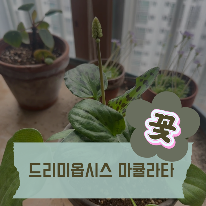드리미옵시스 마큘라타 꽃