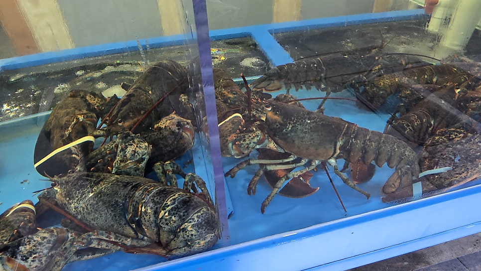 CK뉴욕바닷가재 계양점 사진 3