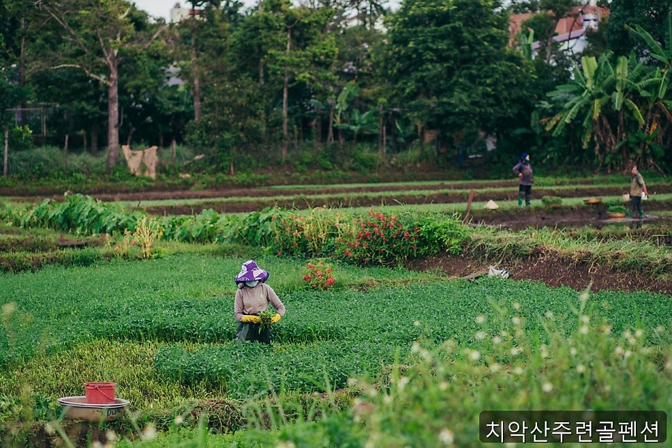치악산주련골펜션 사진 3