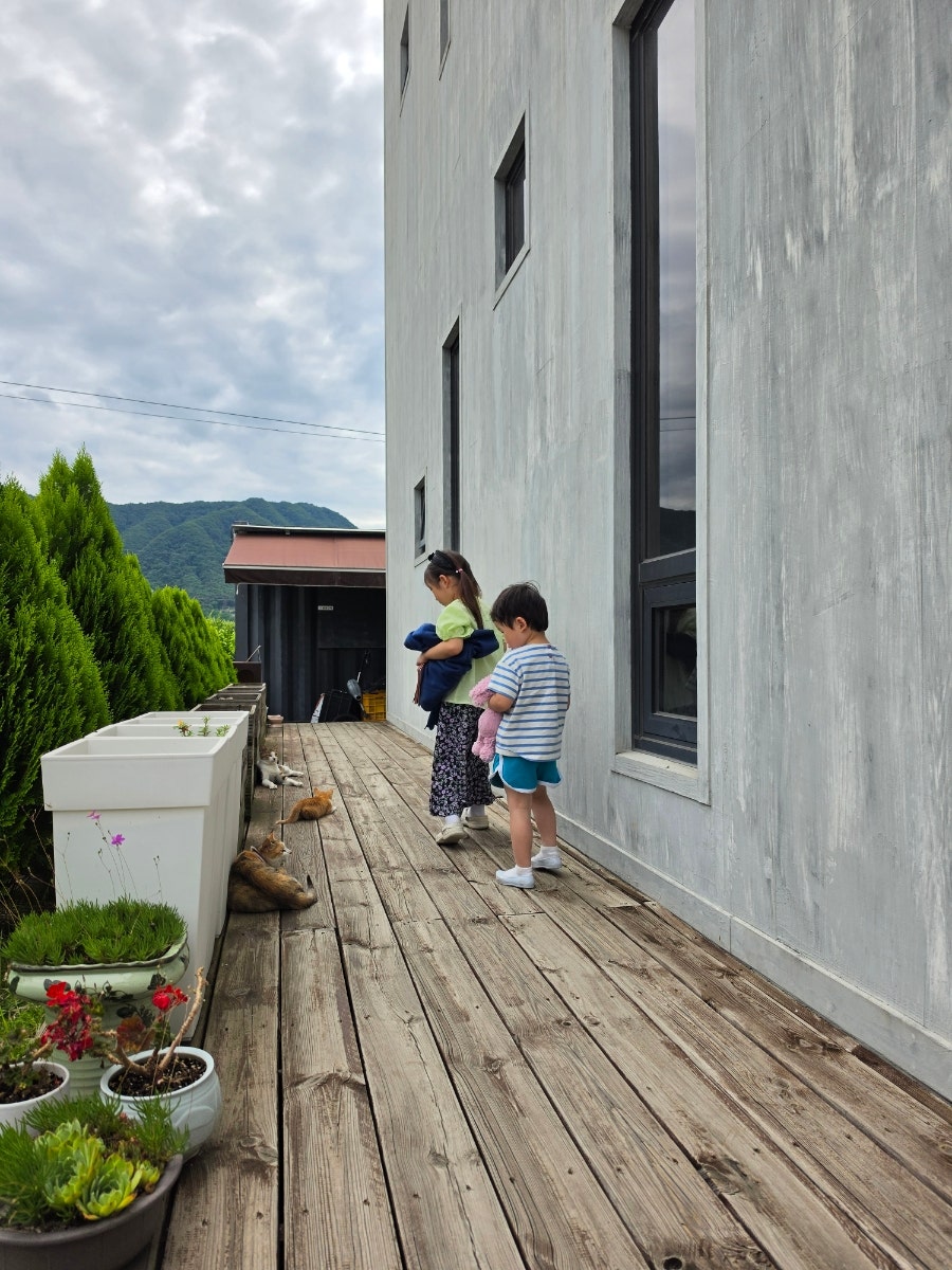 로떤느 사진 4